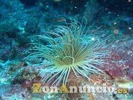 SNORKELING EN BARBATE